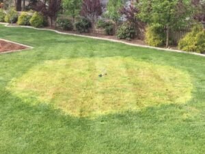 Winter Grass Replacement