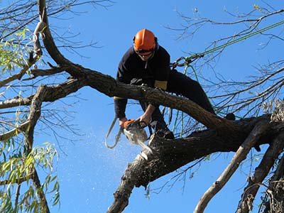 tree-trimming-tulsa-ok